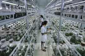 越南努力发展绿色农业 
