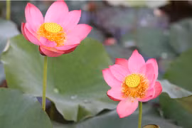 越南国花——莲花之美（组图）
