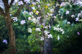 河内市各条街道盛开着西北地区特色花卉—羊蹄花（组图）