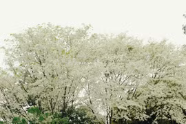 黄檀花盛开 像雪一样覆盖着首都河内多条路（组图）