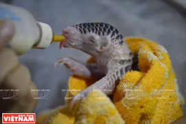 越南野生动物保护成效显著(组图）