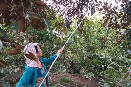 越南工商会：要全力做好疫情防控和企业帮扶