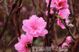 家喻户晓的河内日新村桃花