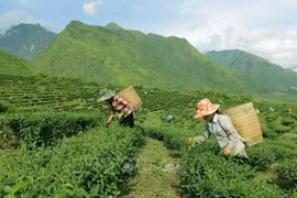 越南努力降低山区和边境地区少数民族贫困率