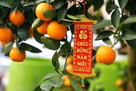 春节中金橘树的意义 
