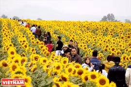众多游客前来观赏府葵地区葵花盛开的美景（图片来源：越通社）