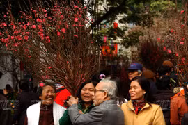桃花是越南北部人民过年不可缺少的部分之一（图片来源：越通社）