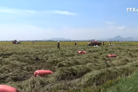 “大型稻田”项目助力占族同胞提高生产效率