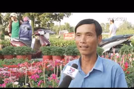 同塔省沙沥花村鲜花绽放喜迎春节