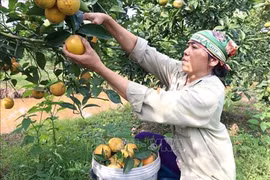  前江省充分挖掘庄园经济发展潜力