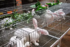 加强农业生产互联互通 让农民走上致富之路