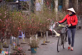 春节前期摆放桃花——河内人多年来的乐趣 