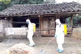 越南全国各省市积极开展非洲猪瘟疫情防控布置工作