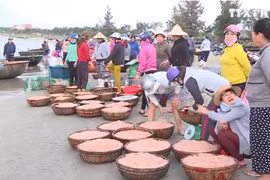岘港渔民出海满载而归