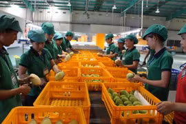 中国是越南芒果的最大出口市场