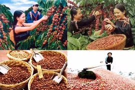 美国媒体高度评价越南咖啡出口的跨越性增长