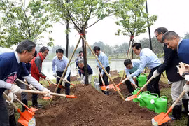 在河内和平公园新种1000棵樱花