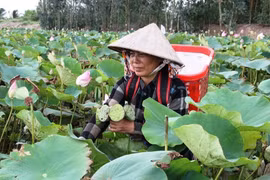 坚江省农民实现农业结构调整 广泛稻田种植莲花