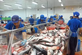 同塔省积极探索打造查鱼品牌