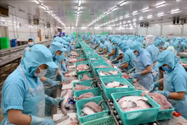 提高查鱼出口价值 有效适应世界市场