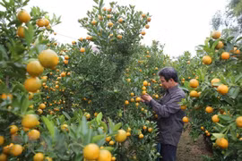 会安市金桔花农全力备战春节销售旺季