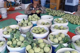 春节临近 番荔枝果农脸上笑开颜
