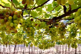 2019年宁顺葡萄和葡萄酒节将吸引大量游客