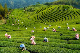 越南2019年第一季度茶叶出口额增长15.4% 