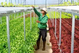 巴地头顿省大力吸引对高新技术农业的投入