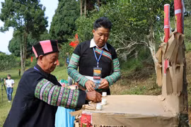 安沛省溪江山雪茶树得到推崇