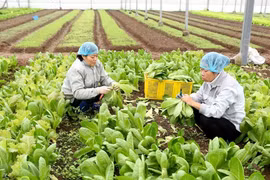 越南蔬果迎来新机遇
