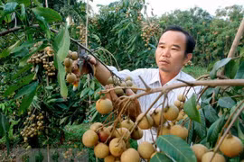 九龙江三角洲地区水果出口商春节后赶订单忙出口