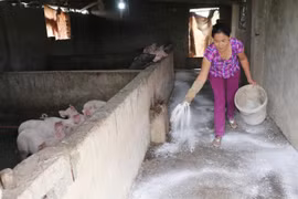 FAO建议越南宣布进入“非洲猪瘟紧急状态”这一消息是不属实