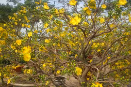 芹苴市出现报价30亿越盾的梅花盆景 