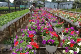 承天顺化省花农忙碌栽培 让花卉正当春节绽放