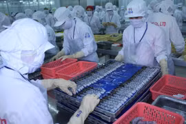 让虾类出口形势逆转回温的突破口