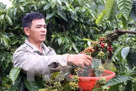 越南在融入国际一体化中着力促进咖啡深加工