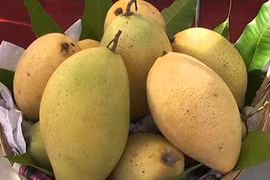 前江省和禄芒果登上越航航班