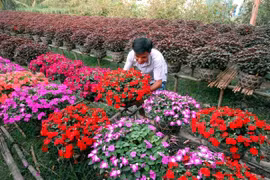 号称花卉王国的槟知省花卉种植区百花绽放迎新春