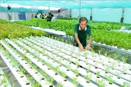 越南种植的水培蔬菜已出口到韩国