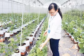 鼓励企业投资发展农业