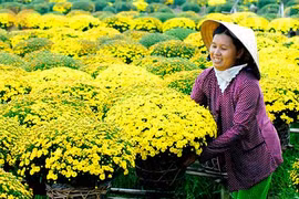 九龙江三角洲进入花卉丰收季节