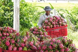  越南水果逐步征服苛刻市场