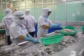 越南驻巴基斯坦商务处建议企业在交易时保持谨慎