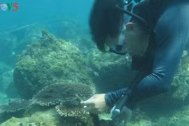 海底的绿色萌芽