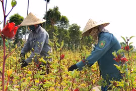 联合国可持续发展目标实施情况报告对外公布 越南上升三个位次