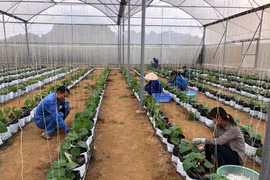 越南种植业力争2019年出口额达210亿美元