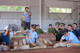 岘港市海关发现有史以来最大一批象牙走私案 查获象牙重达9.1吨