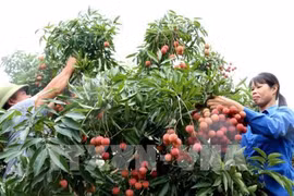 日本正式向越南荔枝敞开大门