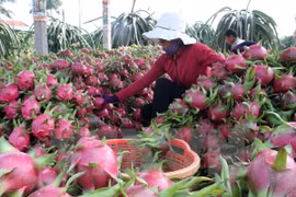 越南对泰国出口有所增长